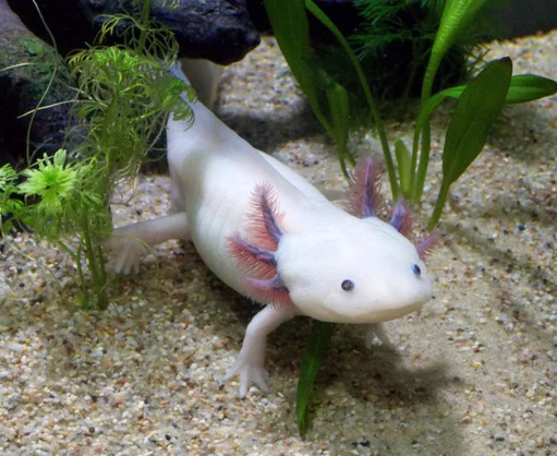 axolotl