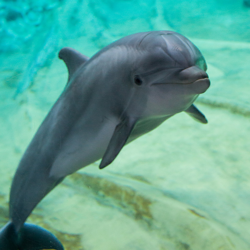 dolphin